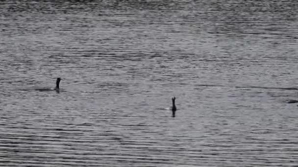 Cormorants fishing in super slow motion — Stock video