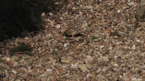 Vereinzelte Rebhühner fressen sich über den steinigen Boden — Stockvideo