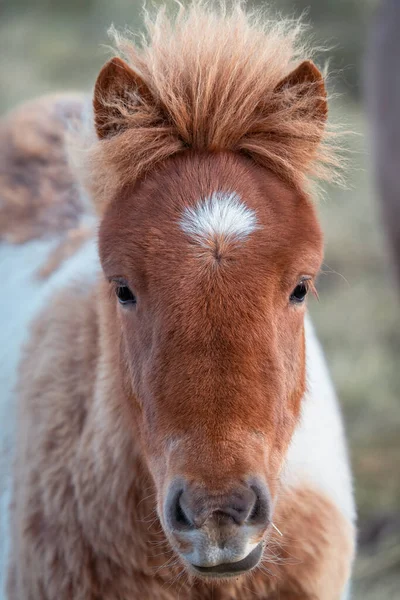 Vista frontal del joven caballo nativo islandés —  Fotos de Stock