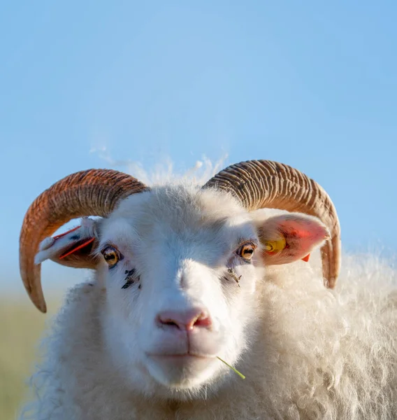 Grappige ram met gras in de mond kijkend naar de camera — Stockfoto