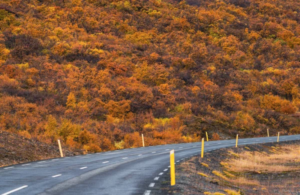 Route vide à travers l'automne couleurs orange vif — Photo