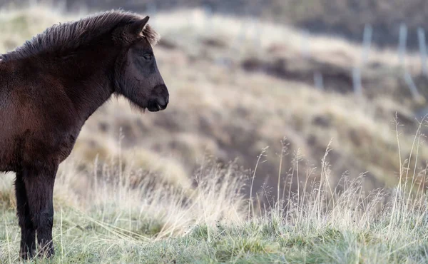 Vista del perfil del caballo islandés sobre fondo borroso —  Fotos de Stock