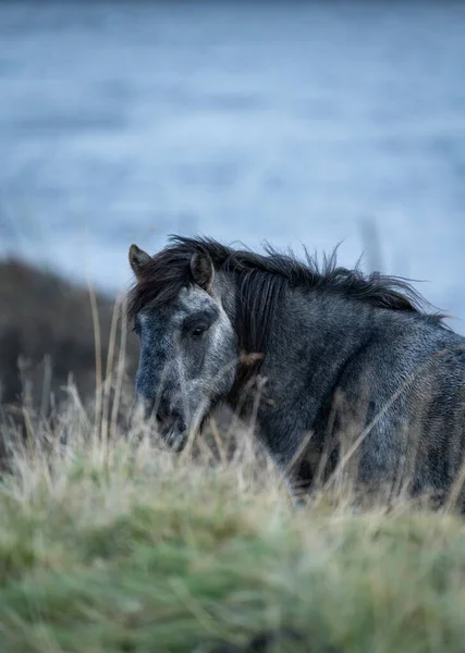 Вид спереди на кормление исландских аборигенов лошадьми, глядя на камеар — стоковое фото