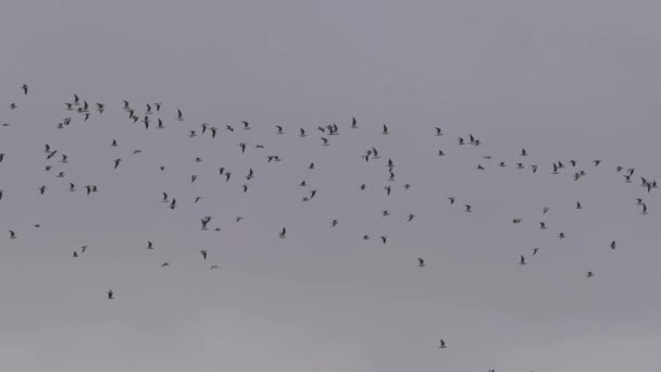 Grupo masivo de aves volando sobre el cielo blanco en cámara lenta — Vídeo de stock