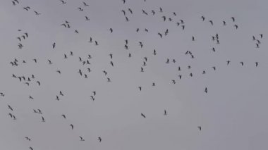 Beyaz gökyüzünde uçan büyük bir kuş grubu.