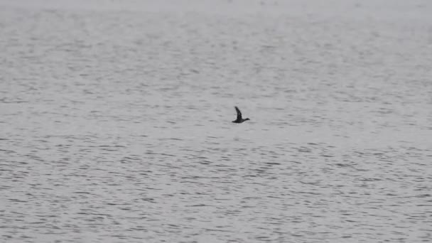 Pato volando sobre el agua en cámara súper lenta — Vídeos de Stock