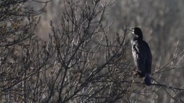 Karabatak kışın ağaç dalını temizliyor.