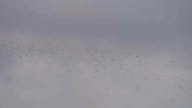 Büyük bir kuş sürüsü süper yavaş çekimde uçuyor.