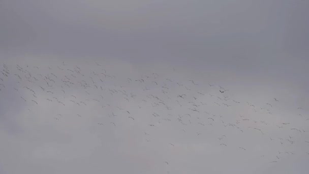 Μεγάλο σμήνος πτηνών που πετούν σε εξαιρετικά αργή κίνηση — Αρχείο Βίντεο