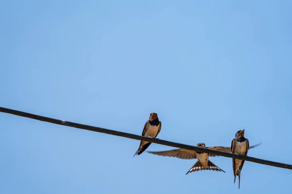 Schwalben über das Kabel gucken, während ein anderer ankommt — Stockfoto