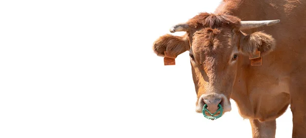 Bruine koe kijkt naar de camera op wit — Stockfoto