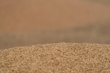 Metin için bulanık arkaplan üzerindeki buğday yığını