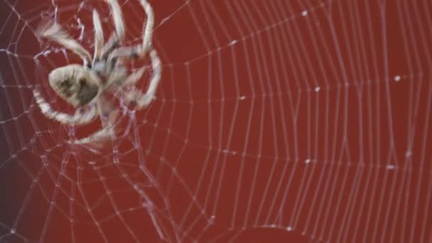 Spider πηγαίνει μέχρι το κέντρο του ιστού — Αρχείο Βίντεο