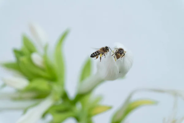 Metin için beyaz arkaplanı olan çiçekteki arılar — Stok fotoğraf
