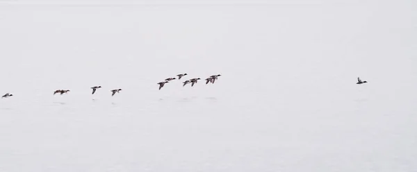 Stado kaczek lecących nad spokojnym jeziorem o świcie — Zdjęcie stockowe