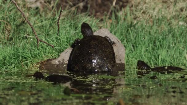 亀は温暖化のために石の中に入る — ストック動画