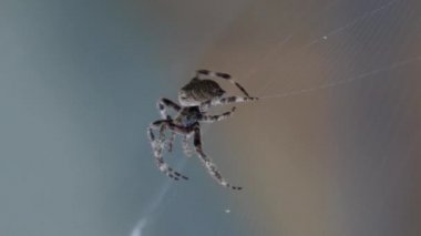 Örümcek ağı süper yavaş çekimde, yakın çekim