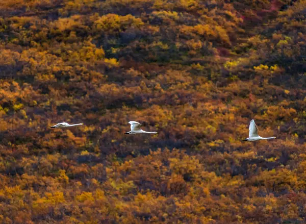 Three gooses flying in a row over autumn landscape — Stock Photo, Image