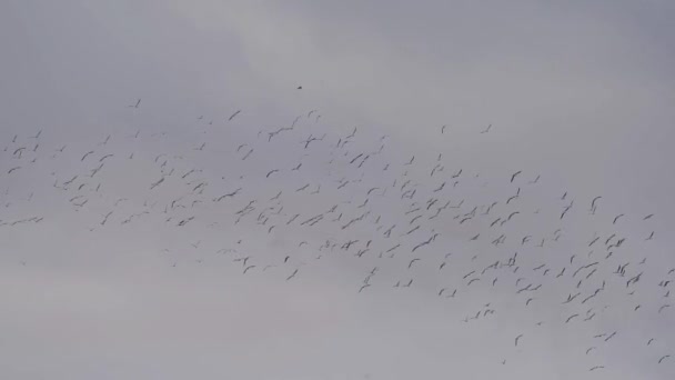 Bandada de aves volando sobre el cielo blanco — Vídeo de stock