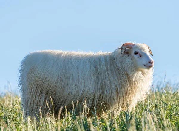 Ram com grama na vista perfil boca sob céu claro — Fotografia de Stock