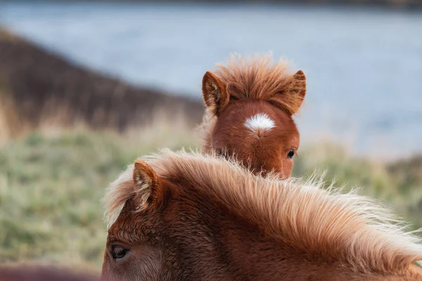 恥ずかしがり屋アイスランドの茶色の馬とぼやけた背景 — ストック写真