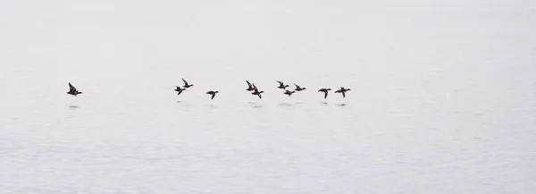 Stado kaczek w ruchu nad spokojnym jeziorem o świcie — Zdjęcie stockowe