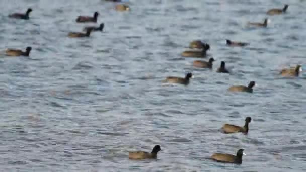 La folaga eurasiatica, Fulica atra grande gruppo in un lago — Video Stock
