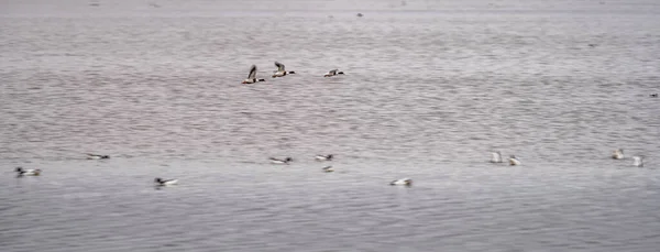 Trzy kaczki lecące nad jeziorem pod rząd — Zdjęcie stockowe