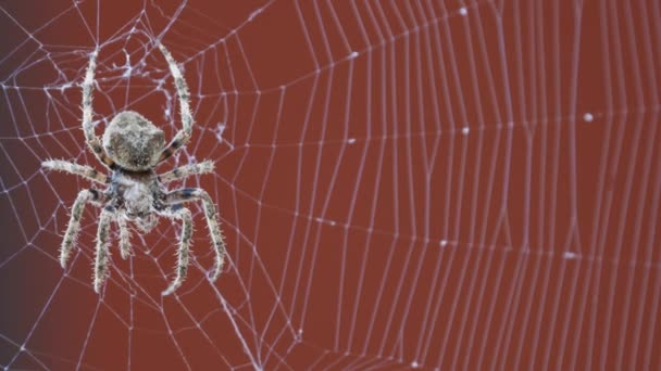 Spider over the spiderweb, loop ready file — Stock video