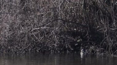 Göldeki büyük balıklarla uğraşan karabataklar.