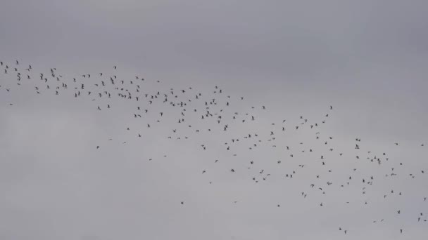 Ogromne stado ptaków lecących nad białym niebem — Wideo stockowe