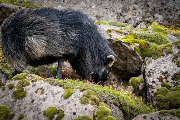 Icelandic black ram profile feeding on the hillside — Stock Photo, Image