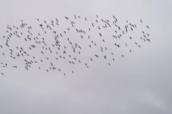 Beyaz gökyüzü ile büyük bir kuş sürüsü — Stok fotoğraf