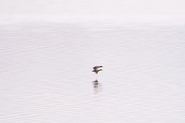 Par de patos voando sobre o lago calmo ao amanhecer — Fotografia de Stock
