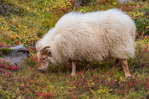 Icelandic ram profile feeding on the hillside — Stock Photo, Image