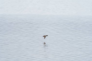 Sakin gölün üzerinde tek başına uçan ördek