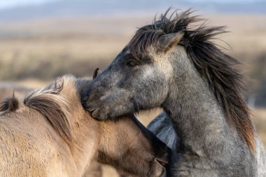 İzlanda atları birbirlerini ısırıp oynuyorlar.
