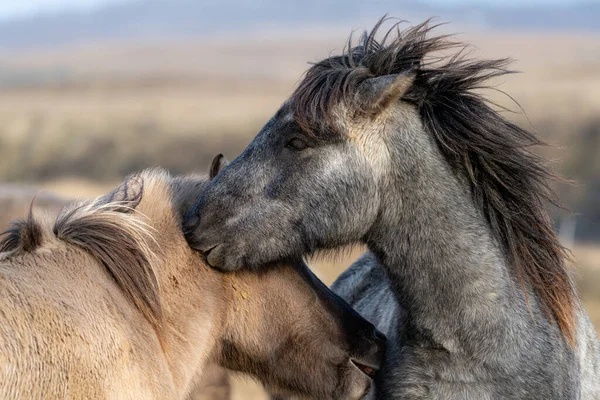 İzlanda atları birbirlerini ısırıp oynuyorlar.