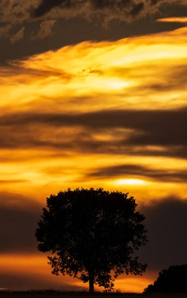 Ηλιοβασίλεμα με θολό πορτοκαλί ουρανό και απομονωμένο δέντρο, κάθετη σύνθεση — Φωτογραφία Αρχείου