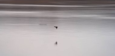 Bulanık ördek sakin gölün üzerinde uçuyor