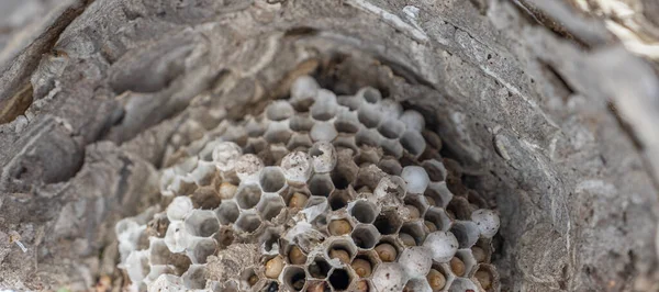 Top view inside wasp nest with grubs — Fotografia de Stock