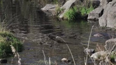 Gölün sularında su samuru avlanıyor.