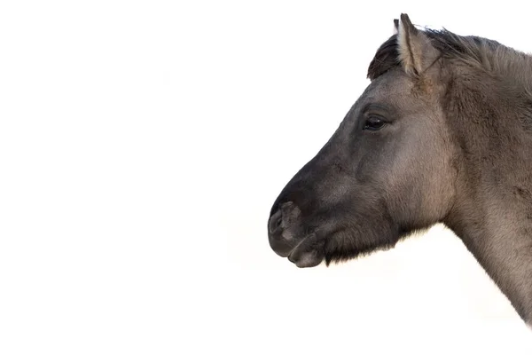 Perfil do cavalo islandês contra fundo branco — Fotografia de Stock