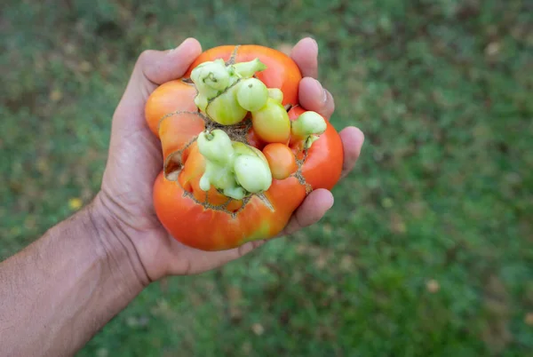 Hand holding raw flawed tomato over green — Stock Photo, Image