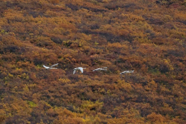 Cztery gęsi latające z rzędu nad jesiennym krajobrazem — Zdjęcie stockowe