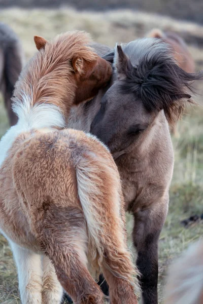 アイスランドの馬は互いに遊び、噛み合い、垂直の組成物 — ストック写真