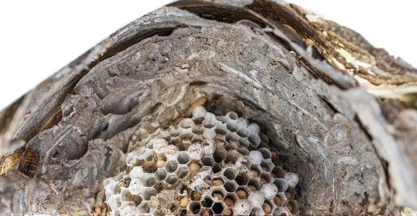 Внутри осиного гнезда растут осы — стоковое фото