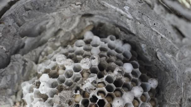 Wasp nest with larvaes moving in the cells, top view — Stock video