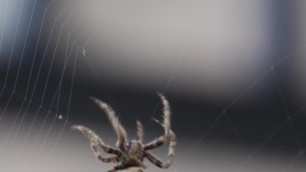 Spider spinning web over the spiderweb, closeup — ストック動画