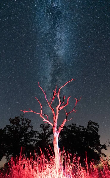 Trockener Baum auf Rot unter der Milchstraße — Stockfoto